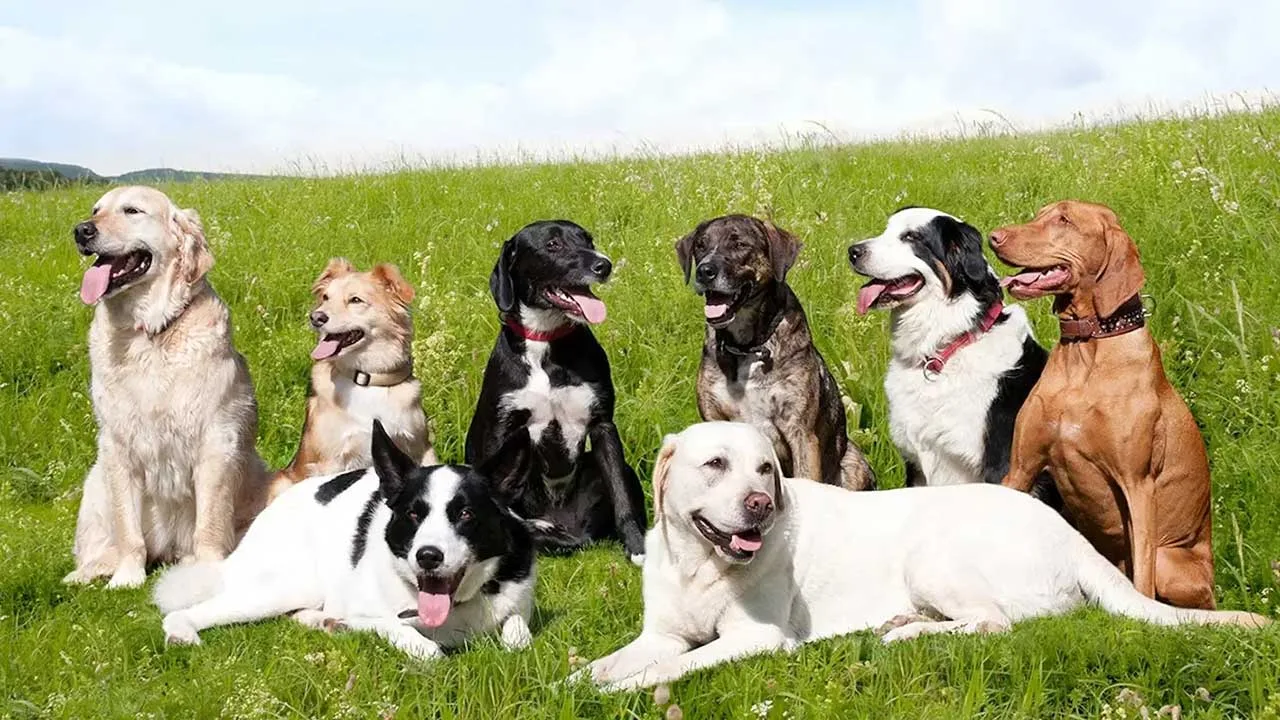 Top 10 Best Dog Breeds: Exploring Our Canine Companions