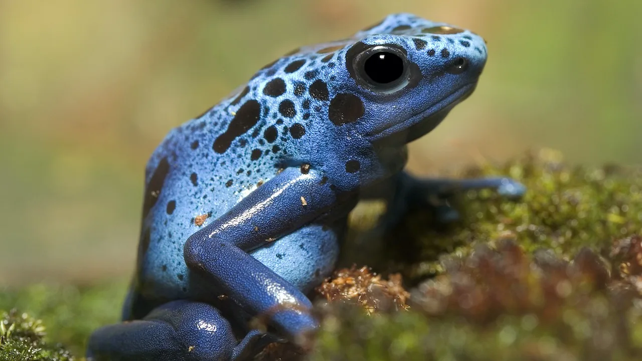 Top 10 Most Dangerous Amphibians